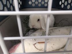 Shelter Stray Female Rabbit last seen Near Hempstead Court, VIRGINIA BEACH, VA, 23462, 341 S Birdneck Rd, Virginia Beach, VA 23451, USA