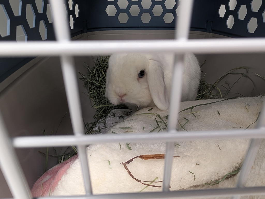 Shelter Stray Female Rabbit last seen Near Hempstead Court, VIRGINIA BEACH, VA, 23462, 341 S Birdneck Rd, Virginia Beach, VA 23451, USA