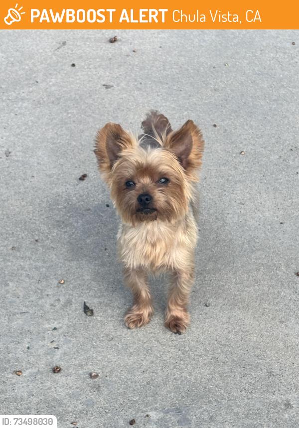 Found/Stray Male Dog last seen Naples and hilltop, Chula Vista, CA 91911