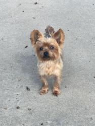 Found/Stray Male Dog last seen Naples and hilltop, Chula Vista, CA 91911