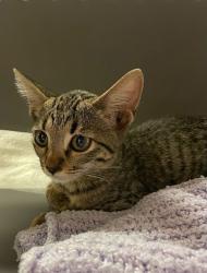 Shelter Stray Female Cat last seen Near North Loop, AUSTIN, TX, 78756, 7201 Levander Loop bldg a, Austin, TX 78702, USA