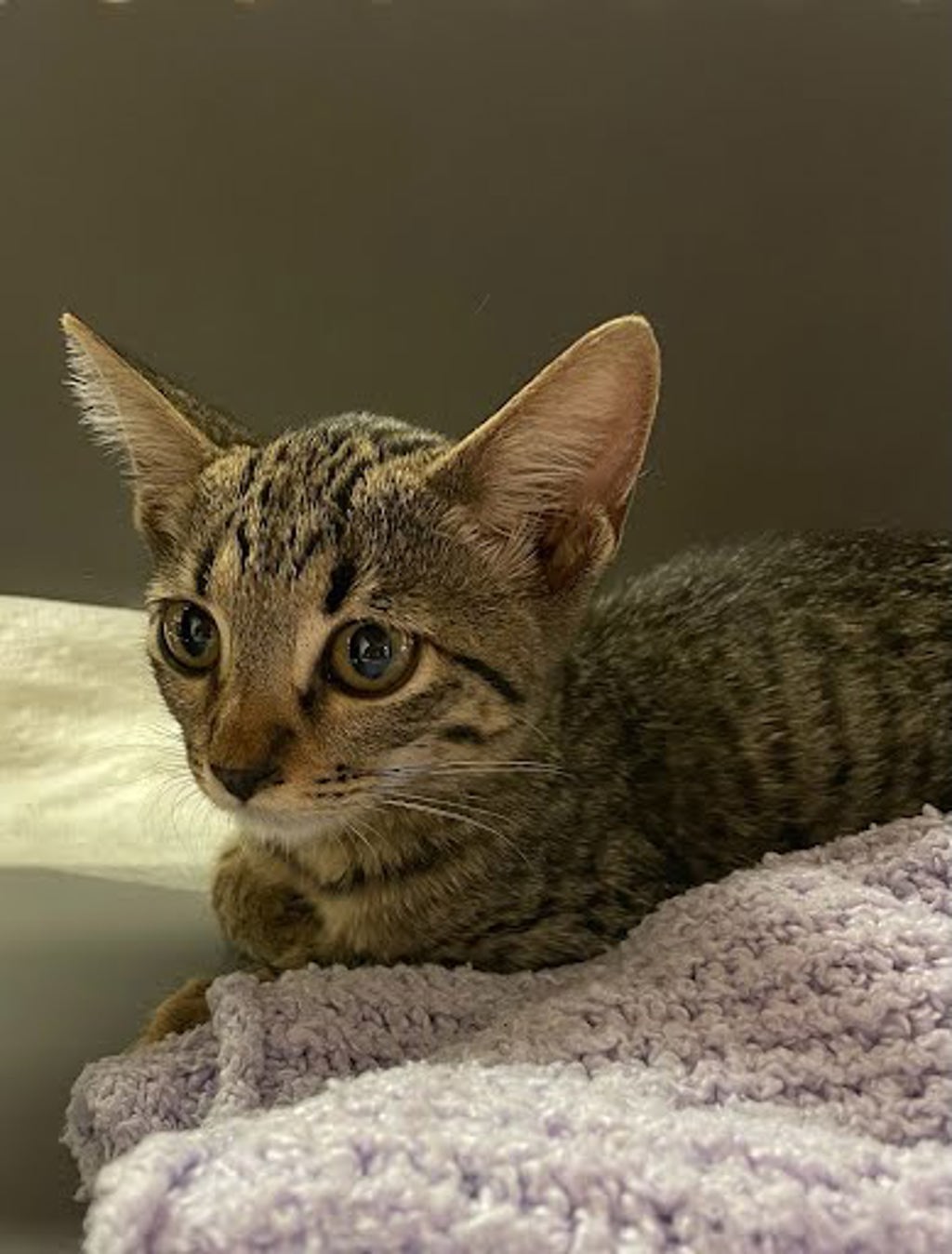 Shelter Stray Female Cat last seen Near North Loop, AUSTIN, TX, 78756, 7201 Levander Loop bldg a, Austin, TX 78702, USA