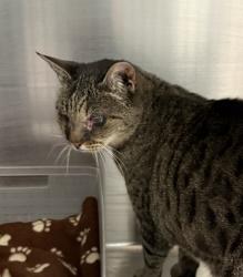 Shelter Stray Female Cat last seen 43rd & Reed, Wheat Ridge, CO, 80033, 580 McIntyre St, Golden, CO 80401, USA