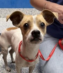 Shelter Stray Male Dog last seen harlan st & i-70, Lakewood, CO, 80214, 580 McIntyre St, Golden, CO 80401, USA