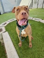 Shelter Stray Male Dog last seen UT, 511 W 3900 S, Salt Lake City, UT 84123, USA