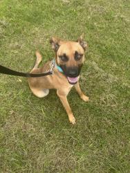 Reunited Male Dog last seen M89, Fennville, MI 49408