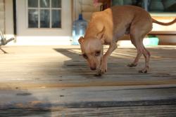 Reunited Male Dog last seen Sandra and Mitchell, Midwest City, OK 73110