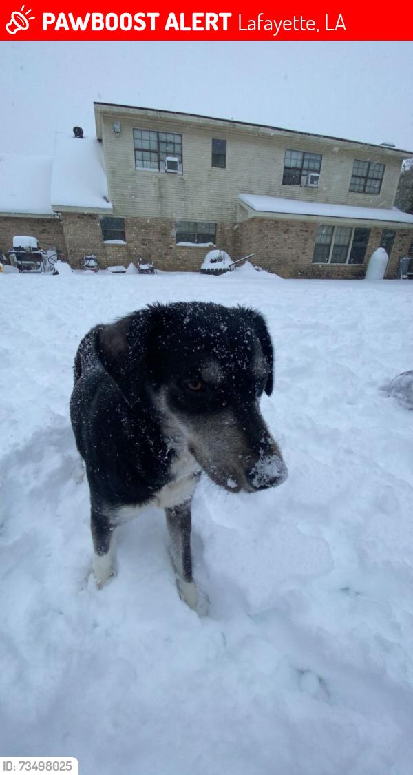 Lost Female Dog last seen Jet coffee infront Riverview ests, Lafayette, LA 70503