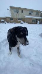 Lost Female Dog last seen Jet coffee infront Riverview ests, Lafayette, LA 70503