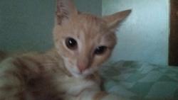 Lost Male Cat last seen Howard and Evergreen, Springfield, MO 65803