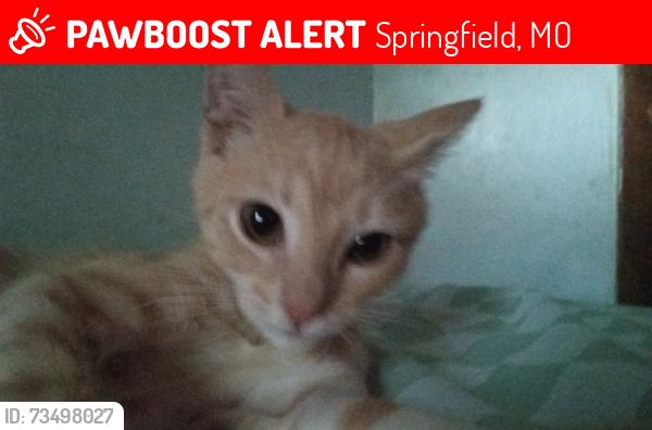 Lost Male Cat last seen Howard and Evergreen, Springfield, MO 65803