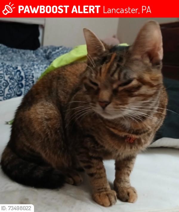 Lost Female Cat last seen E King St, Lancaster, PA 17602, Lancaster, PA 17602