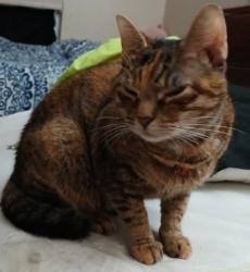 Lost Female Cat last seen E King St, Lancaster, PA 17602, Lancaster, PA 17602