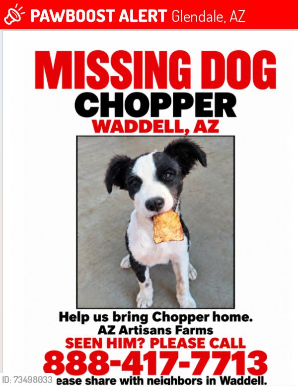 Lost Male Dog last seen W Rose and Citrus Ln, Glendale, AZ 85305