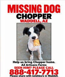 Lost Male Dog last seen W Rose and Citrus Ln, Glendale, AZ 85305
