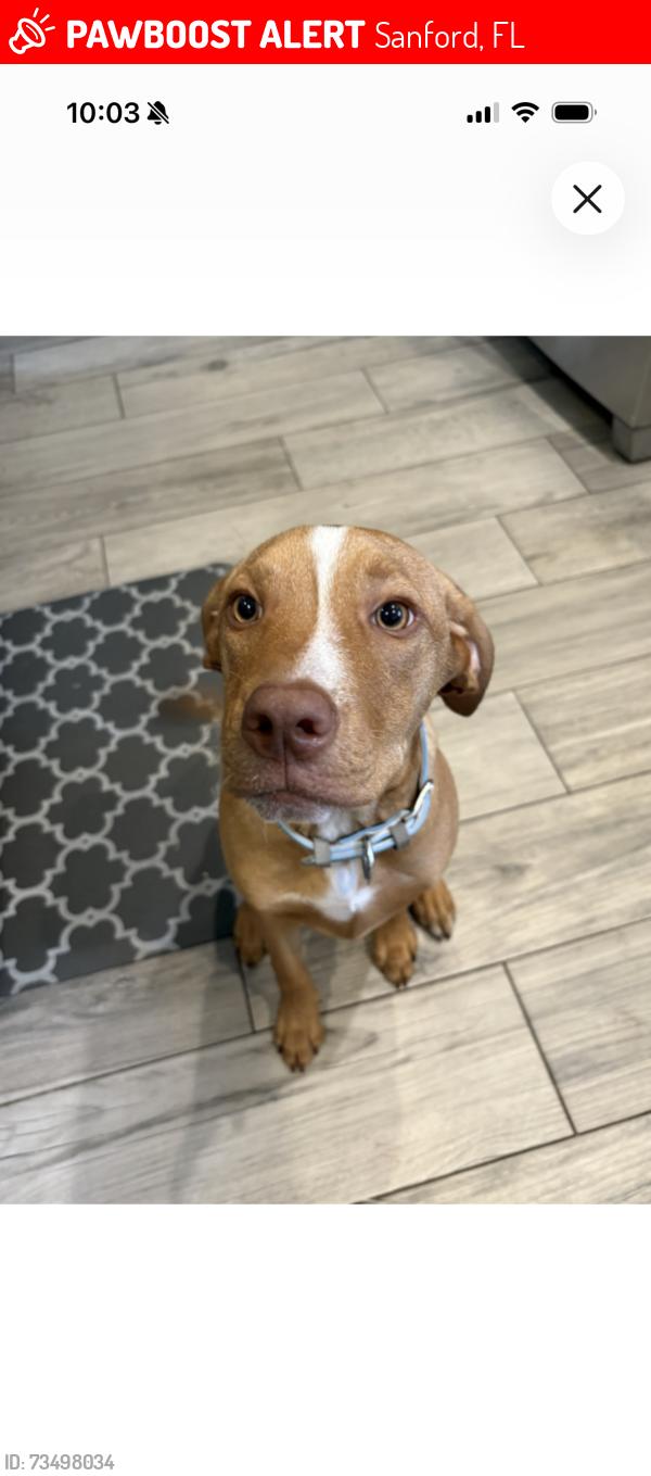 Lost Male Dog last seen 17/92, Sanford, FL 32771