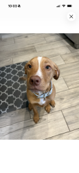 Lost Male Dog last seen 17/92, Sanford, FL 32771