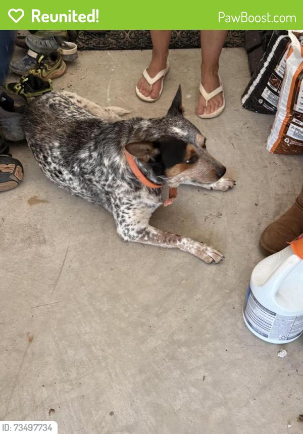 Reunited Male Dog last seen Highway 87, Fayetteville, NC 28306