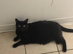 Reunited Female Cat last seen Near Garella Rd, Bethel, CT 06801, Bethel, CT 06801