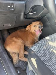 Reunited Male Dog last seen Near Kolsted Street, Port St. Lucie, FL 34953