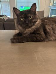 Lost Male Cat last seen 92nd & 160th Ave NE in Redmond, WA, Redmond, WA 98052