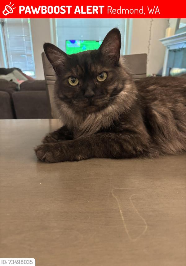 Lost Male Cat last seen 92nd & 160th Ave NE in Redmond, WA, Redmond, WA 98052