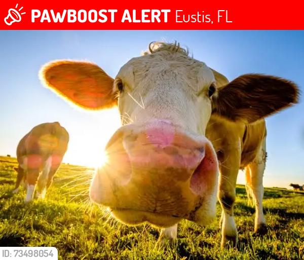 Lost Female Horse last seen by the starbuth, Eustis, FL 32736