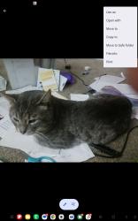 Lost Male Cat last seen el camino real, San Mateo, CA 94402