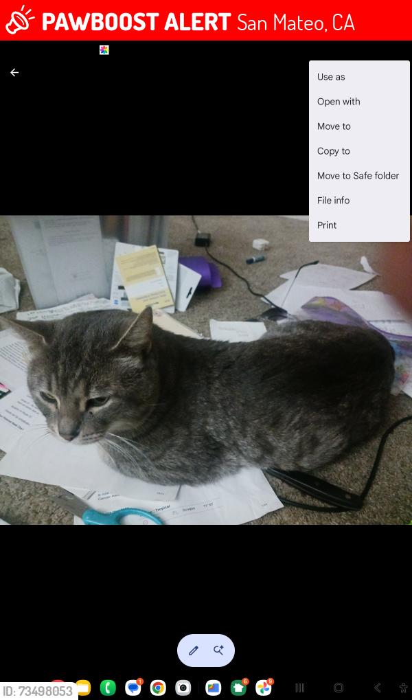 Lost Male Cat last seen el camino real, San Mateo, CA 94402