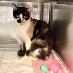 Shelter Stray Female Cat last seen , 4575 E Mesquite Ave, Palm Springs, CA 92264, USA