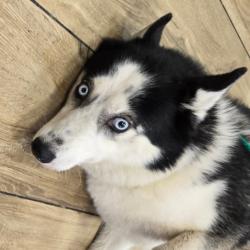Shelter Stray Female Dog last seen , 124 Evergreen Ave, Newark, NJ 07114, USA