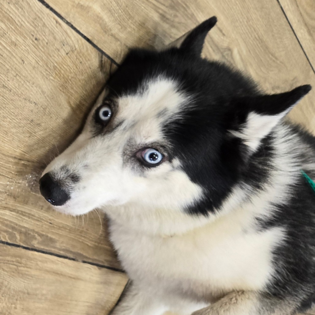 Shelter Stray Female Dog last seen , 124 Evergreen Ave, Newark, NJ 07114, USA