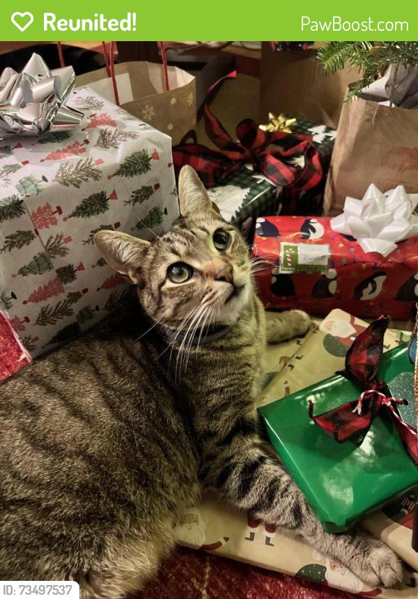 Reunited Male Cat last seen Morris Mill and Belle Vista, Staunton, VA 24401