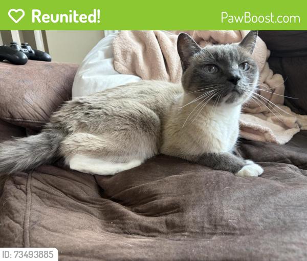 Reunited Female Cat last seen Shawnessy area, Calgary, AB T2Y 2W2