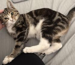 Found/Stray Female Cat last seen Rosemont/Redgold, Sacramento, CA 95826