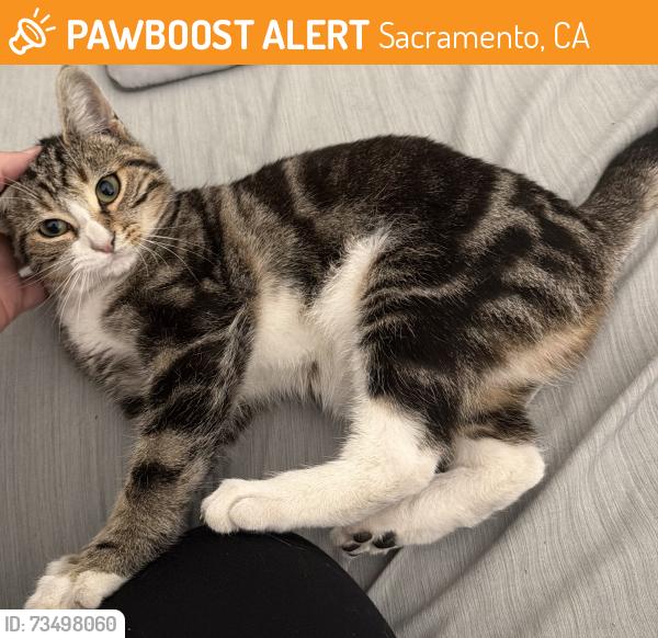 Found/Stray Female Cat last seen Rosemont/Redgold, Sacramento, CA 95826
