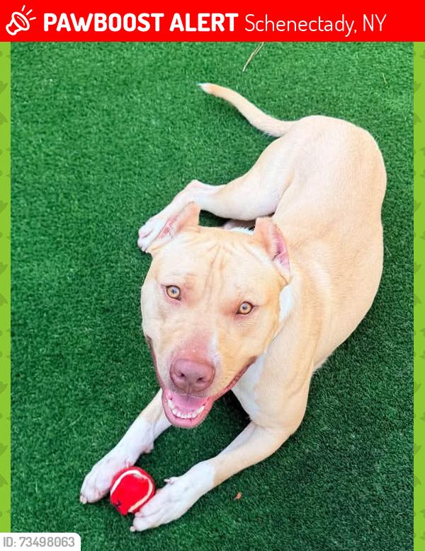 Lost Male Dog last seen Near Jay st. Dog Park, Schenectady, NY 12305