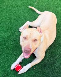 Lost Male Dog last seen Near Jay st. Dog Park, Schenectady, NY 12305