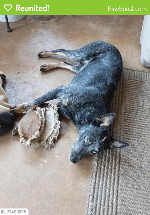 Reunited Male Dog last seen Weatherford, TX, USA, Weatherford, TX 76086