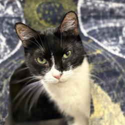 Shelter Stray Female Cat last seen , 328 Furman Hall Rd, Greenville, SC 29609, USA