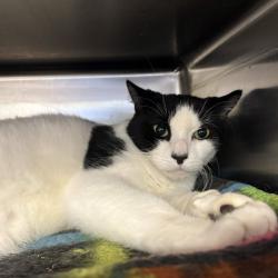 Shelter Stray Male Cat last seen , 328 Furman Hall Rd, Greenville, SC 29609, USA