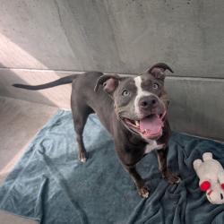 Shelter Stray Female Dog last seen , 361 S Raymond Ave, Pasadena, CA 91105, USA