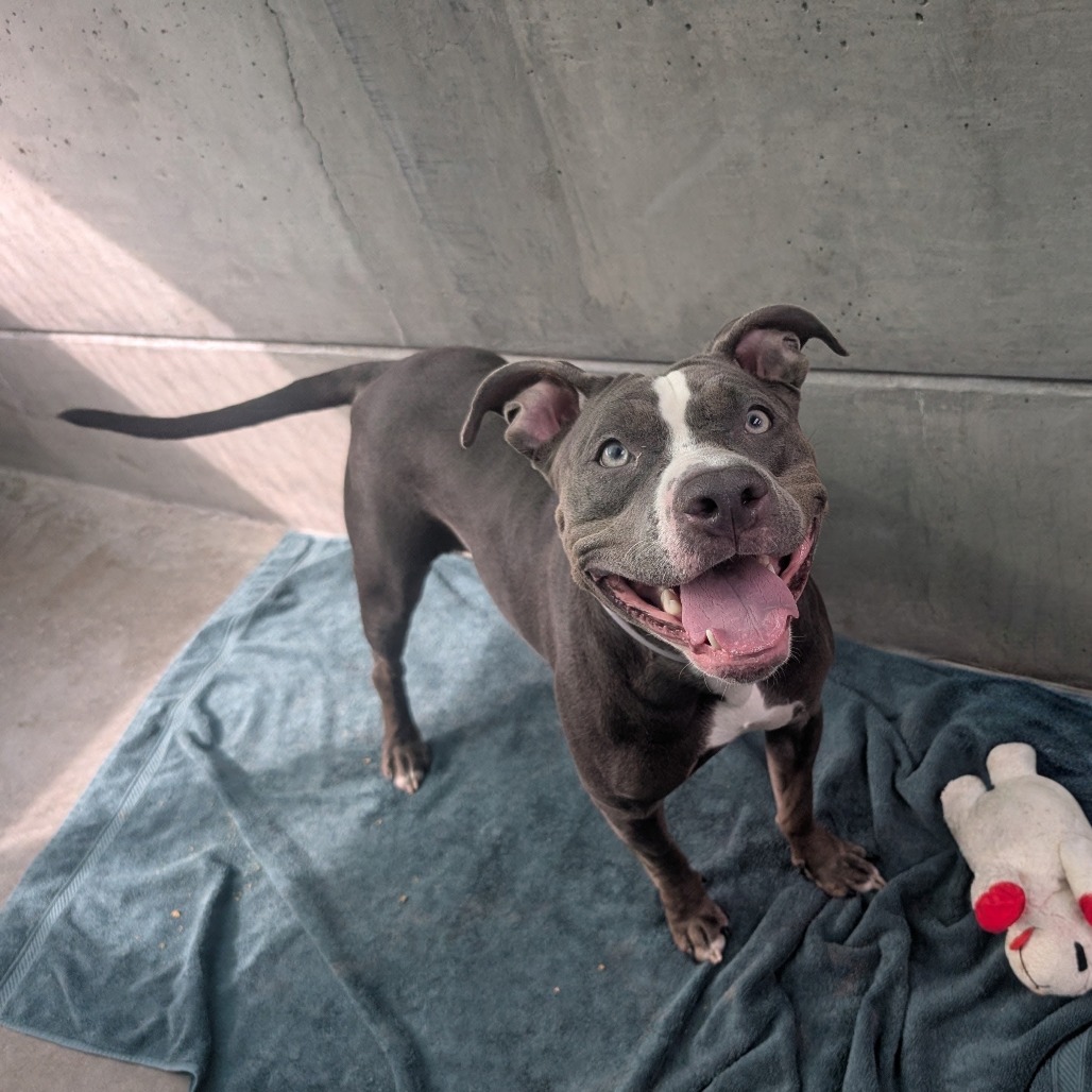 Shelter Stray Female Dog last seen , 361 S Raymond Ave, Pasadena, CA 91105, USA