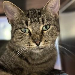 Shelter Stray Female Cat last seen , 328 Furman Hall Rd, Greenville, SC 29609, USA