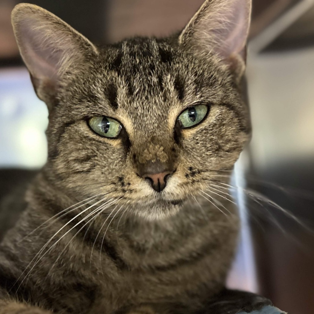 Shelter Stray Female Cat last seen , 328 Furman Hall Rd, Greenville, SC 29609, USA