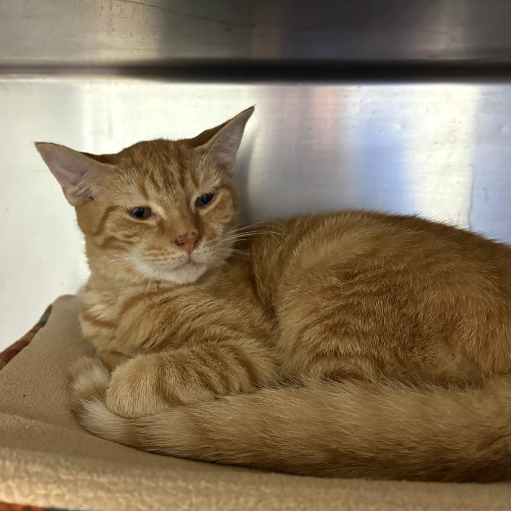 Shelter Stray Male Cat last seen , 328 Furman Hall Rd, Greenville, SC 29609, USA