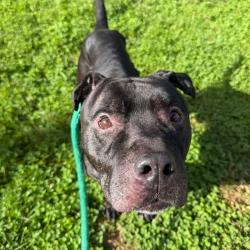 Shelter Stray Male Dog last seen , Animal Care & Control Team of Philly, 111 W Hunting Park Ave, Philadelphia, PA 19140, USA