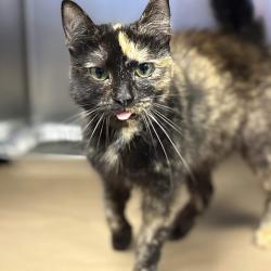 Shelter Stray Female Cat last seen , 328 Furman Hall Rd, Greenville, SC 29609, USA