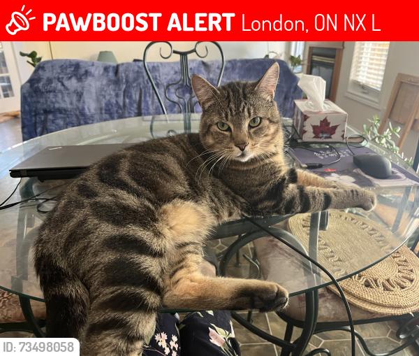 Lost Male Cat last seen Fanshawe&Adelaide, London, ON N5X 4L6