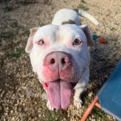 Shelter Stray Male Dog last seen , Animal Care & Control Team of Philly, 111 W Hunting Park Ave, Philadelphia, PA 19140, USA